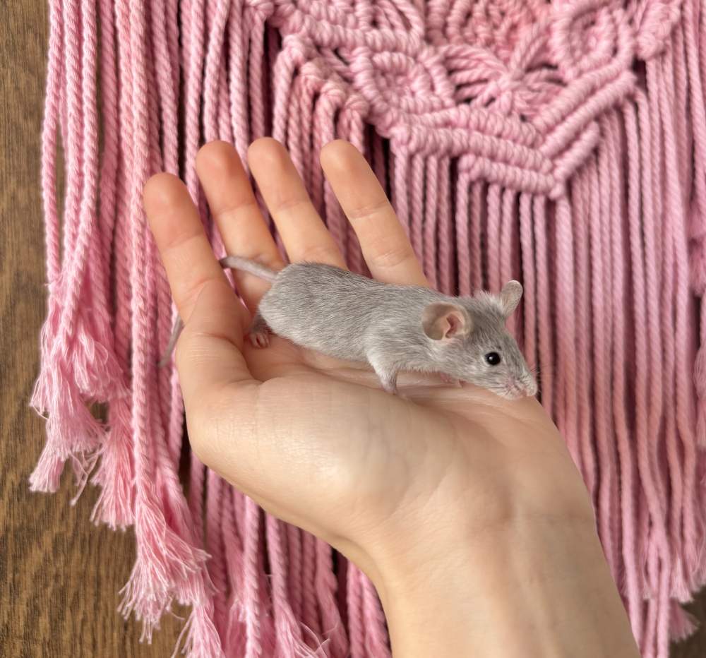 Fancy mouse Pet only Mus musculus 