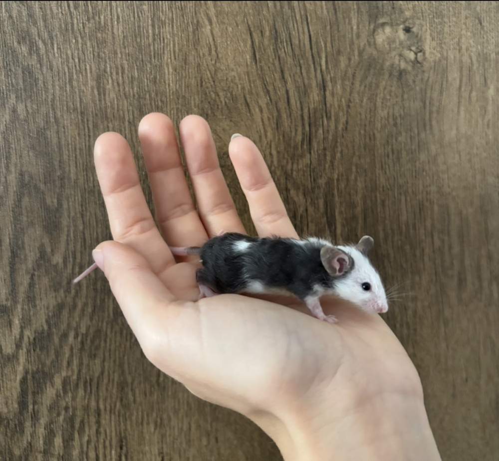 Fancy mouse Pet only Mus musculus 