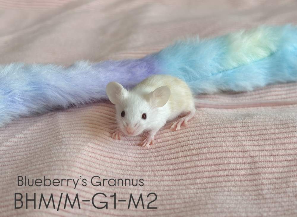 Fancy mouse Pet only Mus musculus 