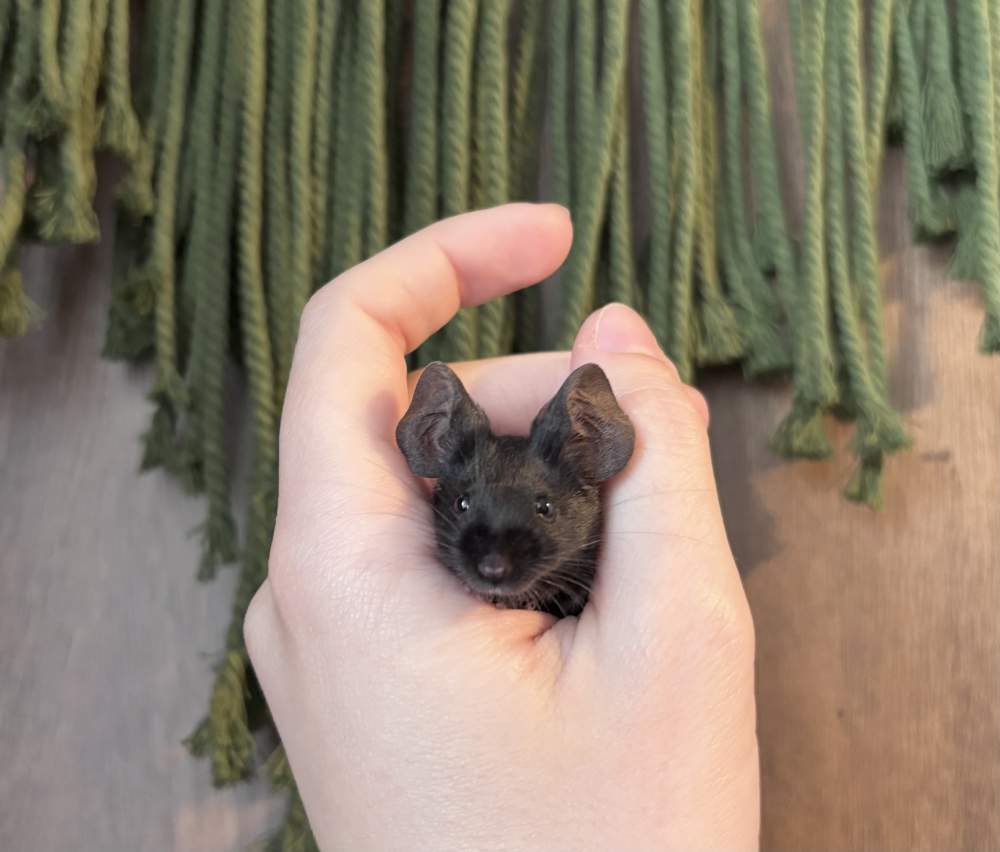 Fancy mouse Breeder Mus musculus 