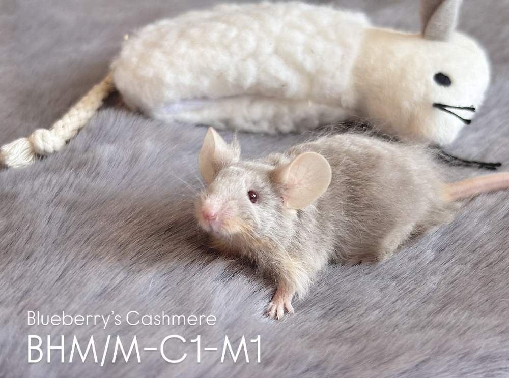 Fancy mouse Breeder Mus musculus 