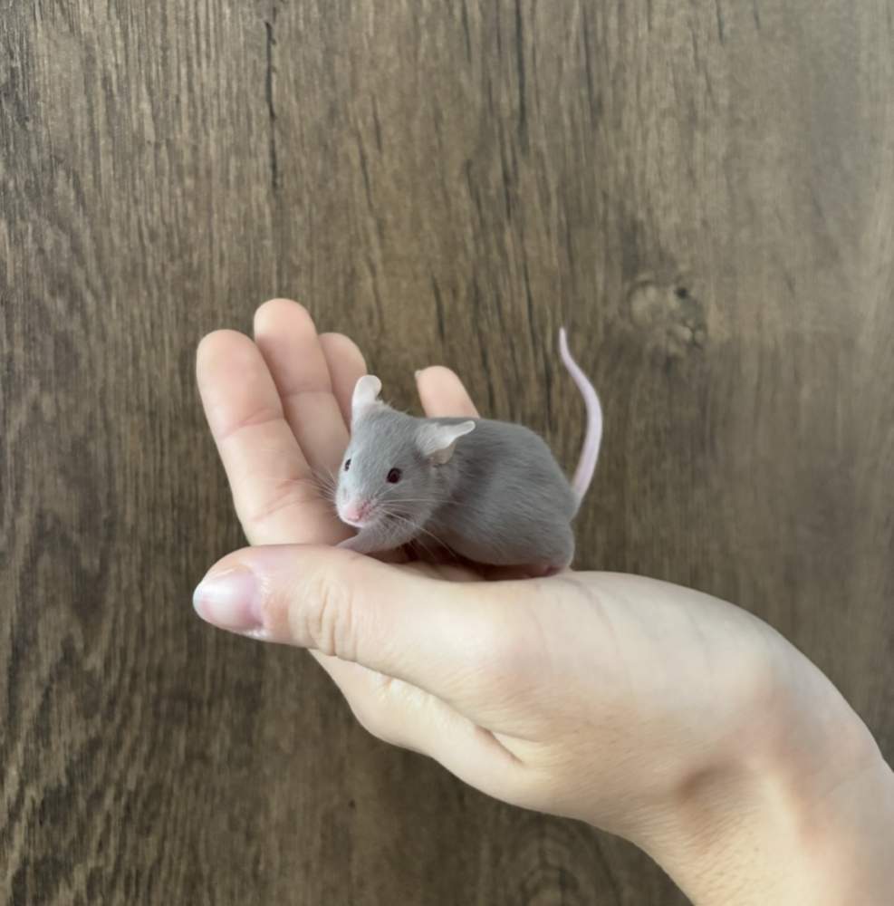 Fancy mouse Pet only Mus musculus 