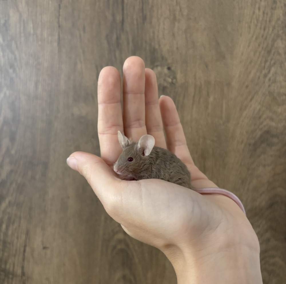 Fancy mouse Pet only Mus musculus 