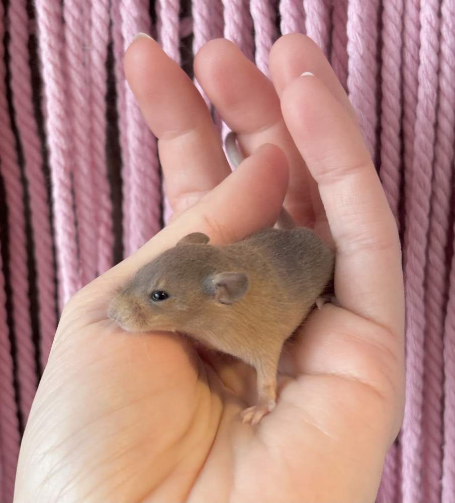 Fancy mouse Pet only Mus musculus 