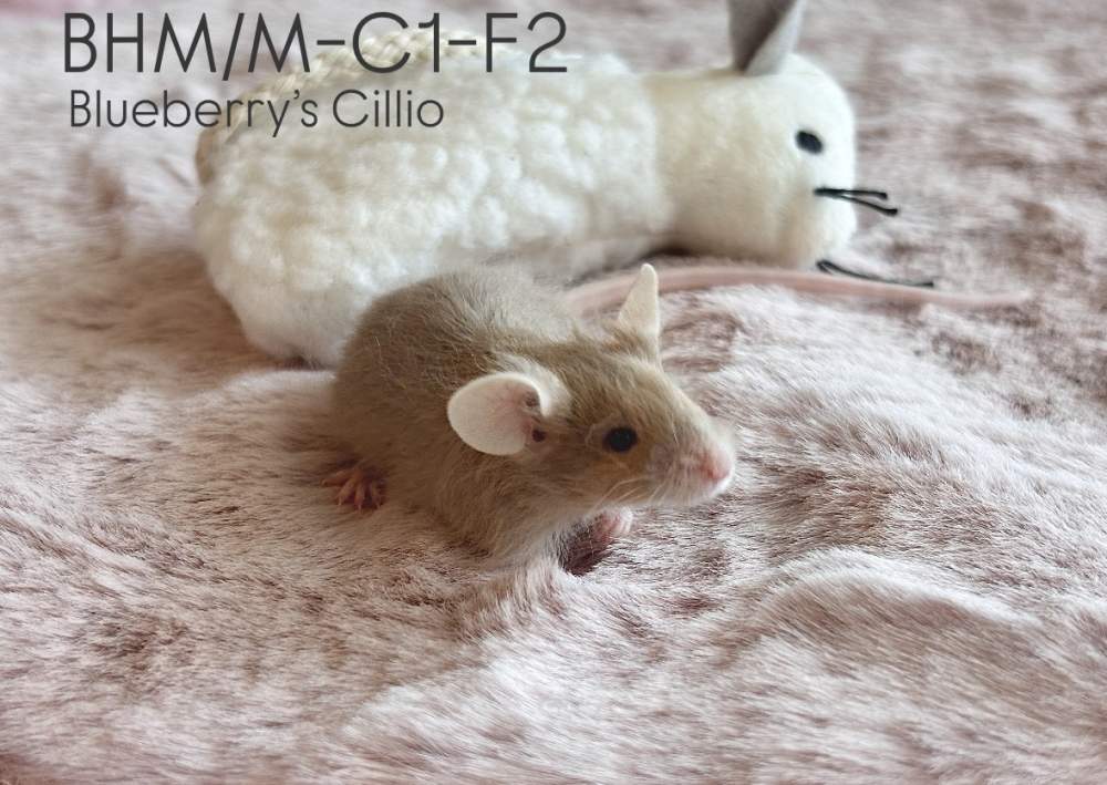 Fancy mouse Breeder Mus musculus 