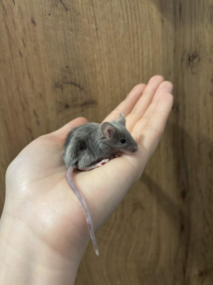 Fancy mouse Pet only Mus musculus 