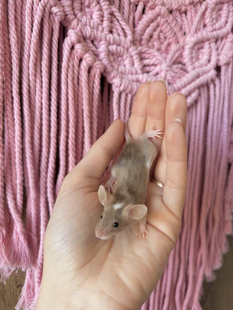 Fancy mouse Pet only Mus musculus 
