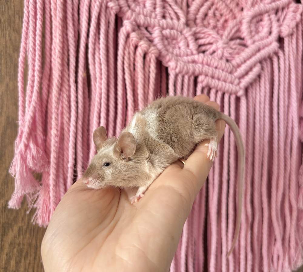 Fancy mouse Breeder Mus musculus 