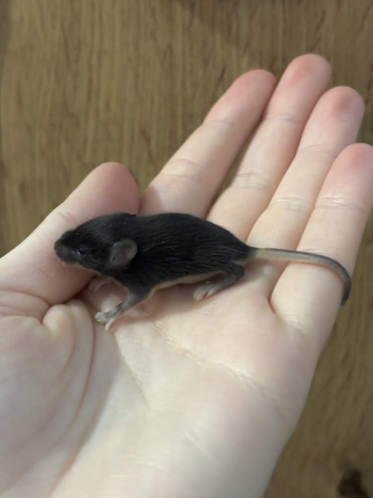 Fancy mouse Pet only Mus musculus 