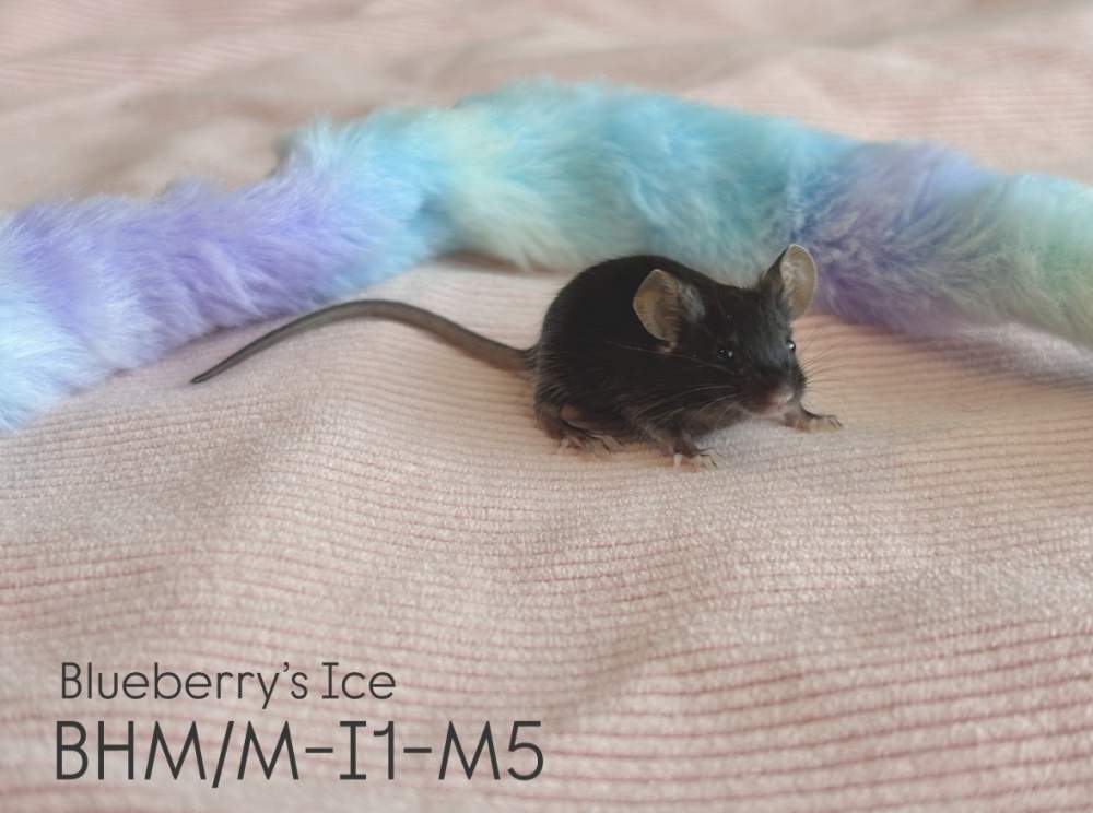 Fancy mouse Pet only Mus musculus 