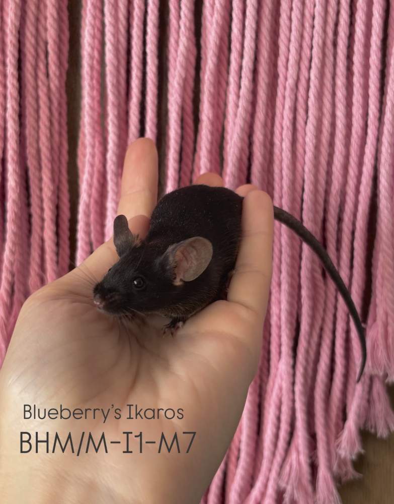 Fancy mouse Pet only Mus musculus 