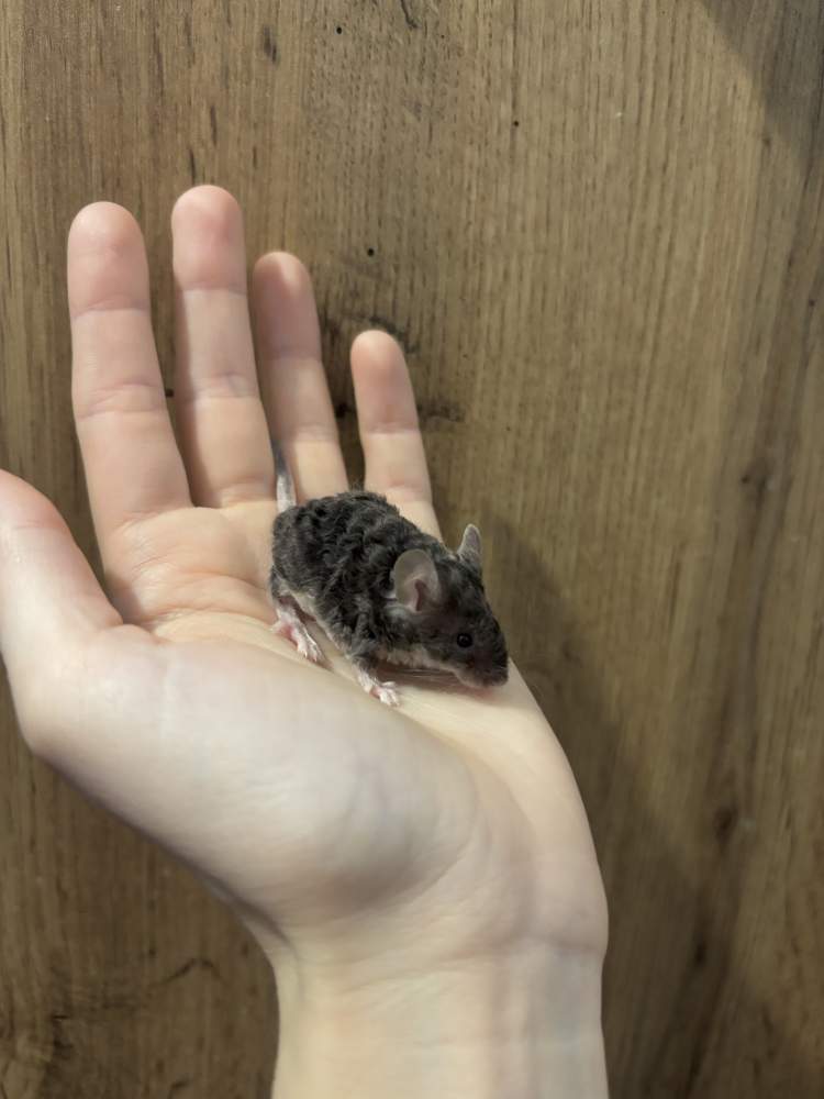 Fancy mouse Pet only Mus musculus 