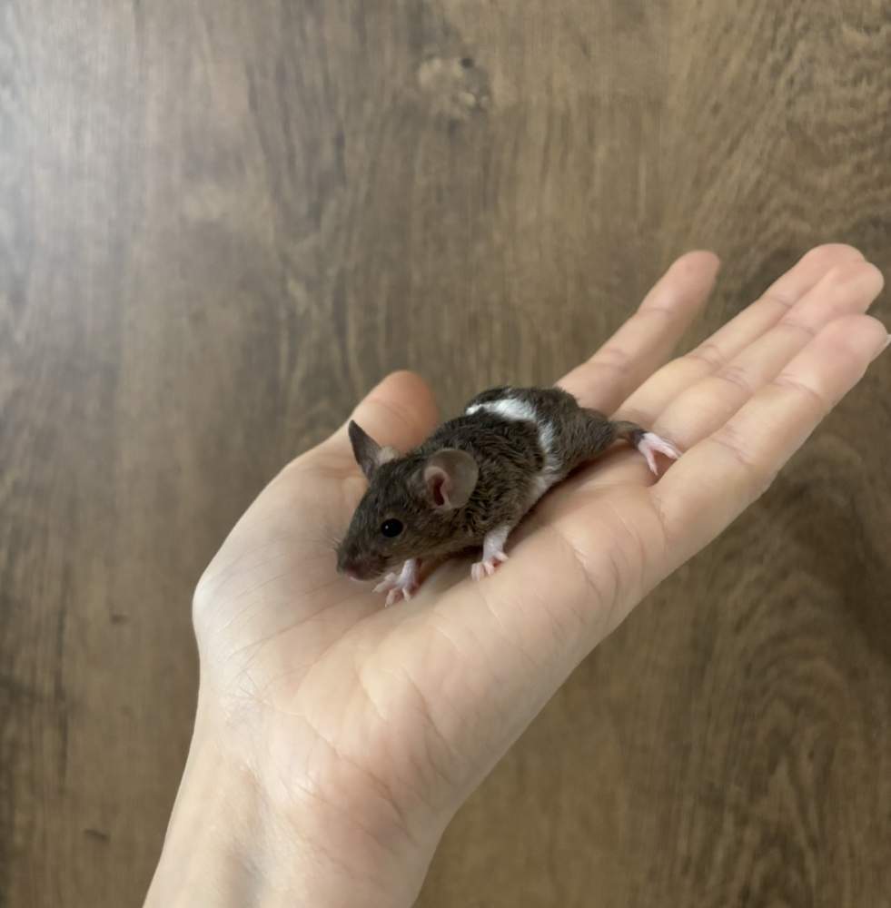 Fancy mouse Pet only Mus musculus 