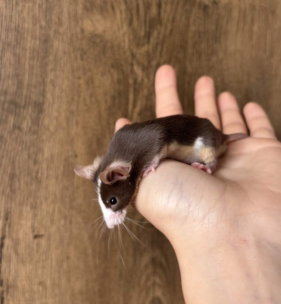 Fancy mouse Pet only Mus musculus 