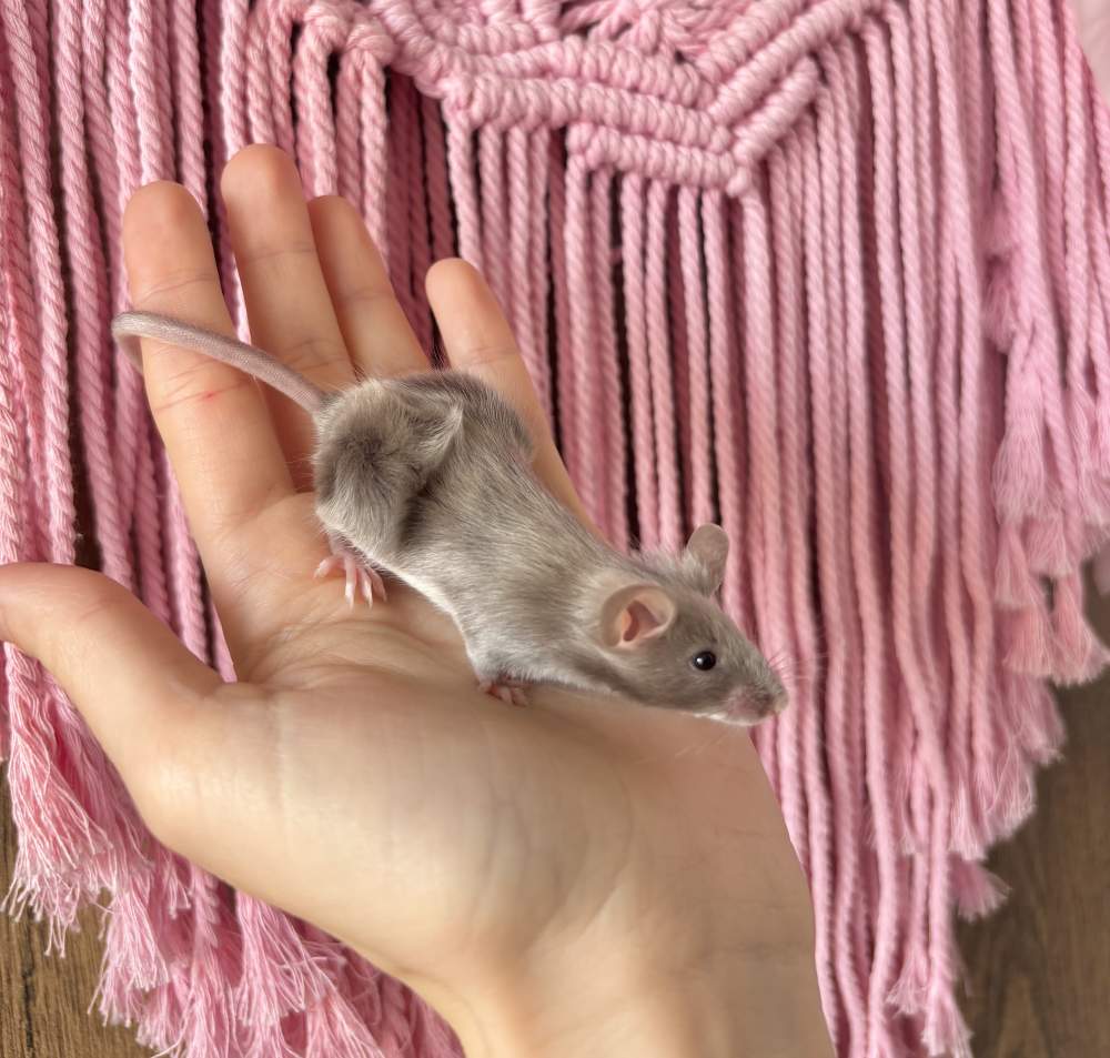 Fancy mouse Breeder Mus musculus 