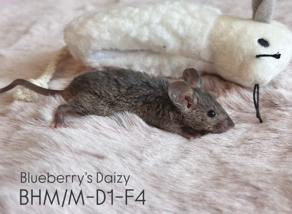 Fancy mouse Pet only Mus musculus 