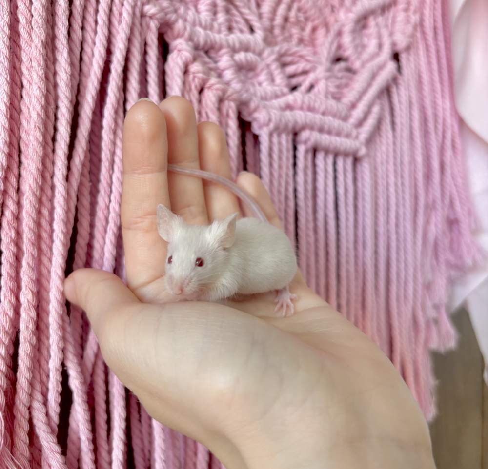 Fancy mouse Pet only Mus musculus 
