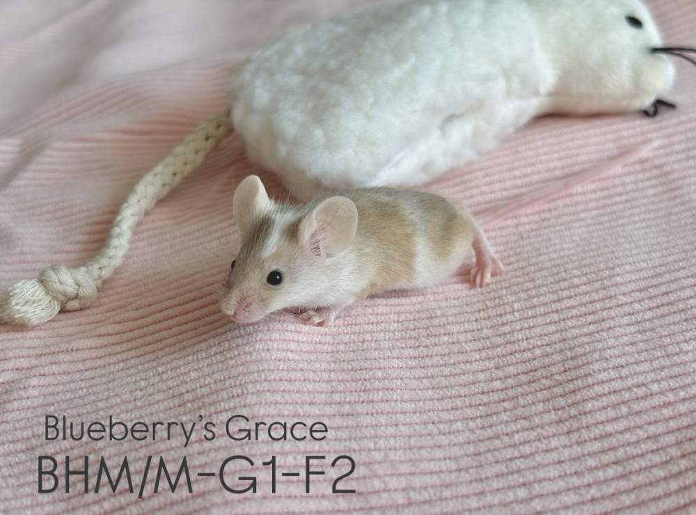 Fancy mouse Pet only Mus musculus 