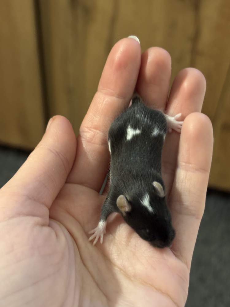 Fancy mouse Breeder Mus musculus 