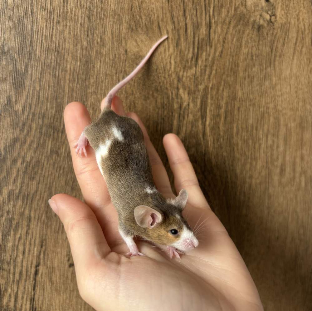 Fancy mouse Pet only Mus musculus 