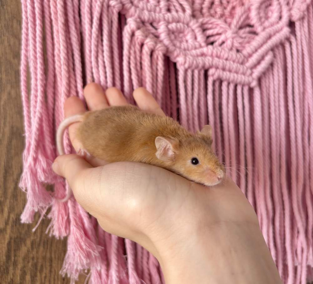 Fancy mouse Breeder Mus musculus 