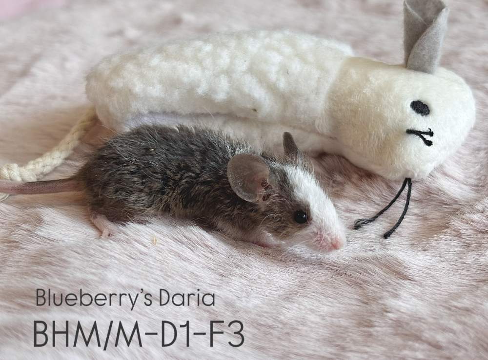 Fancy mouse Breeder Mus musculus 