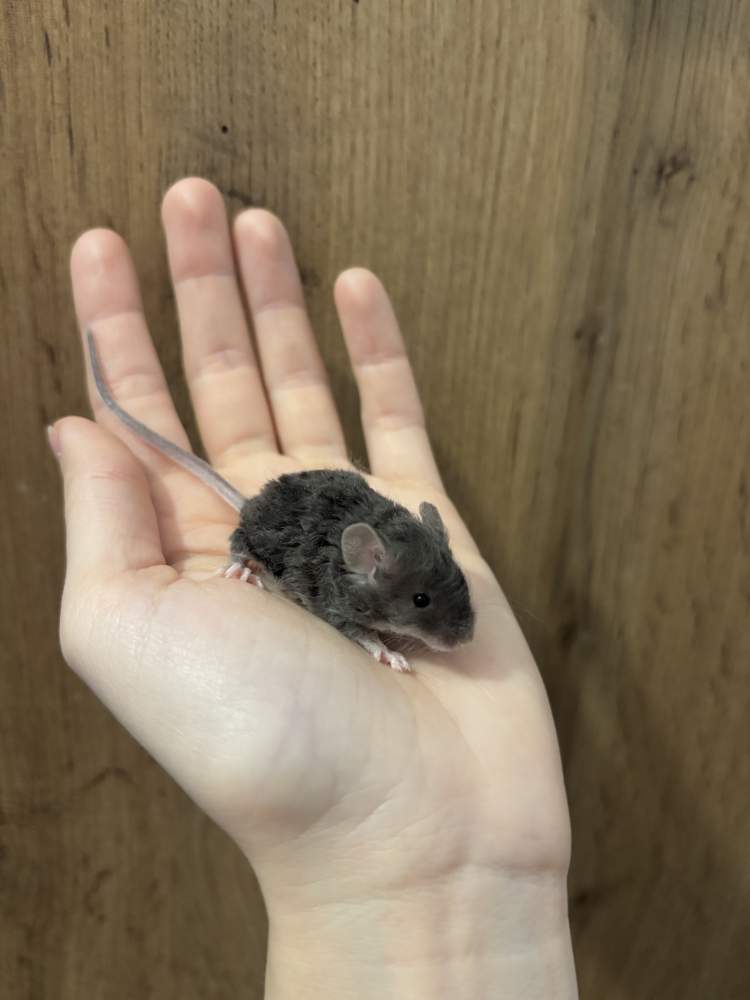 Fancy mouse Pet only Mus musculus 