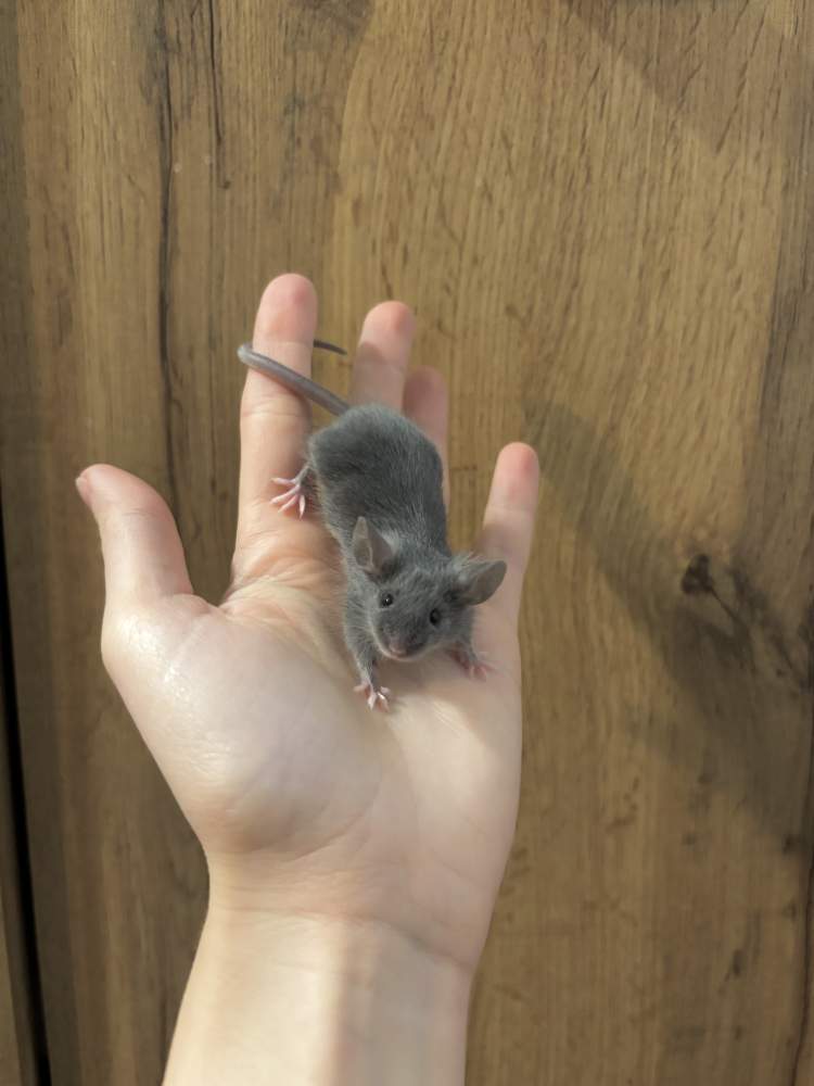 Fancy mouse Pet only Mus musculus 