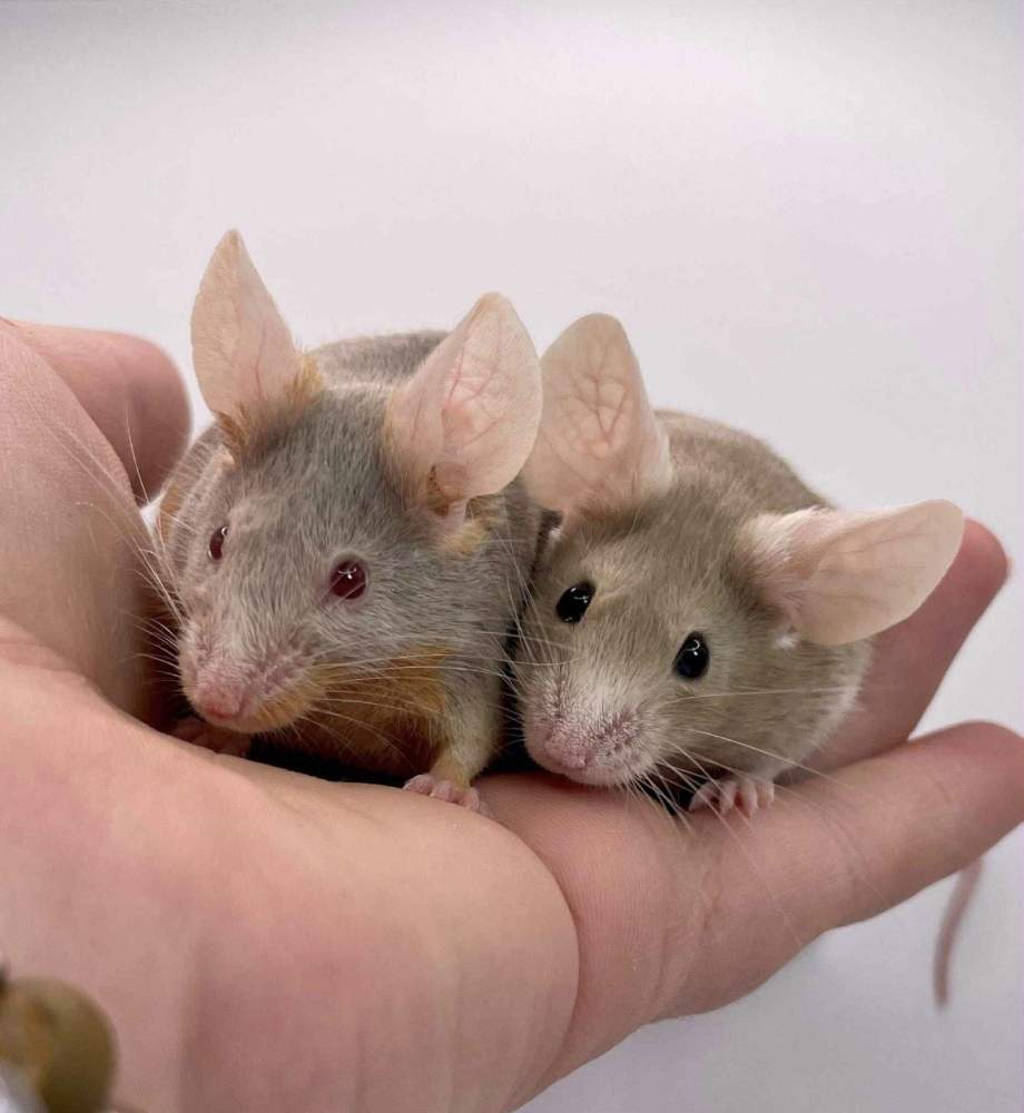 Fancy mouse Owned by other Mus musculus 