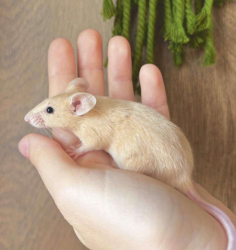 Fancy mouse Breeder Mus musculus 