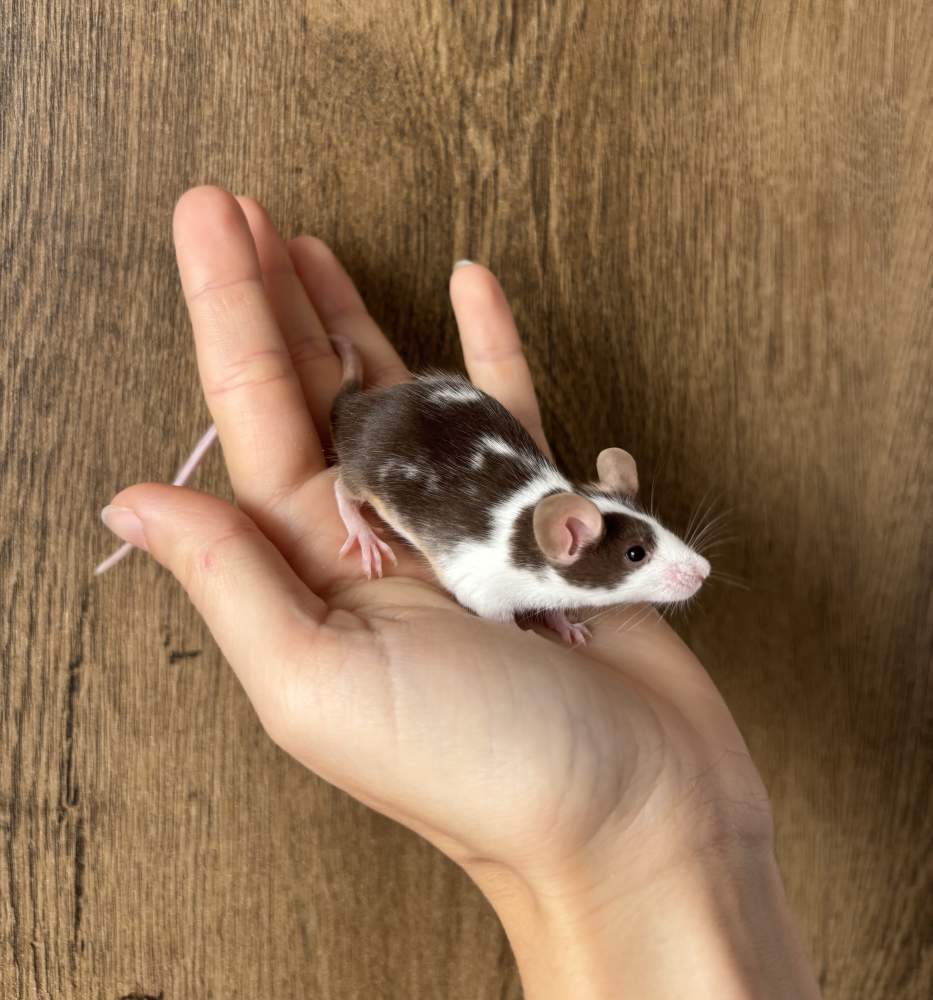 Fancy mouse Pet only Mus musculus 