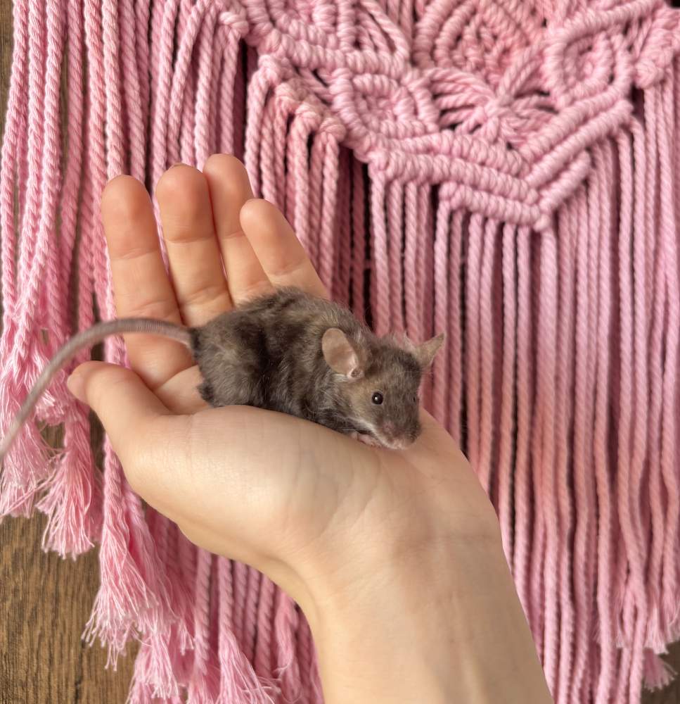 Fancy mouse Pet only Mus musculus 