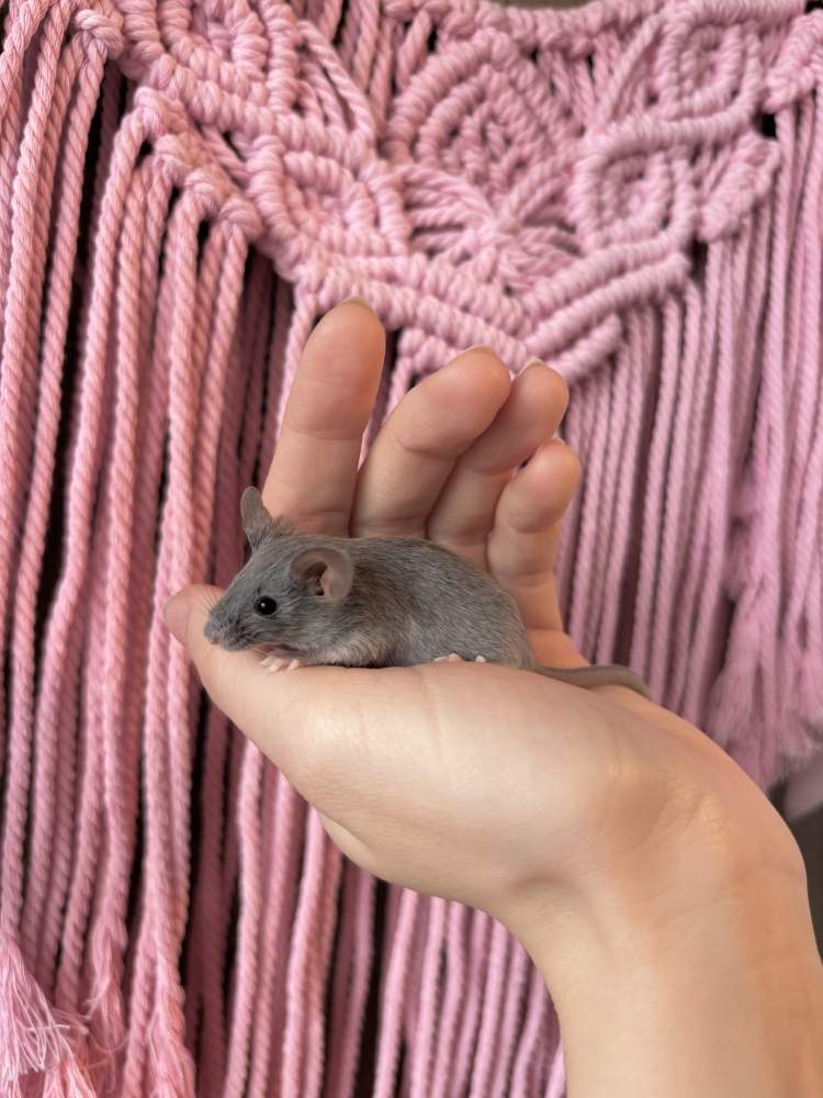 Fancy mouse Pet only Mus musculus 