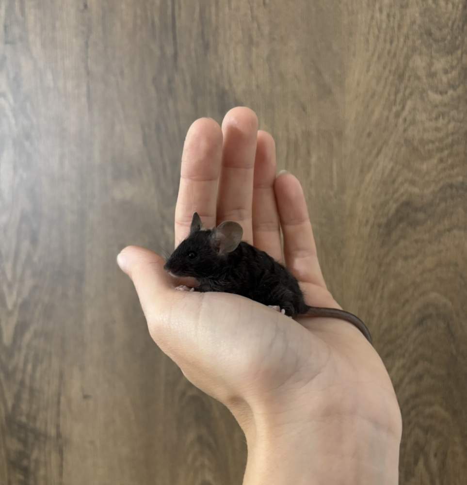 Fancy mouse Pet only Mus musculus 