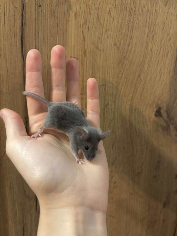 Fancy mouse Breeder Mus musculus 