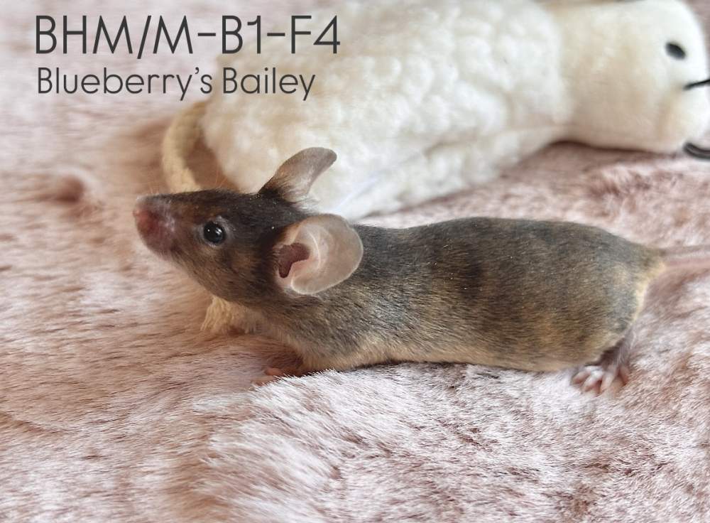 Fancy mouse Breeder Mus musculus 