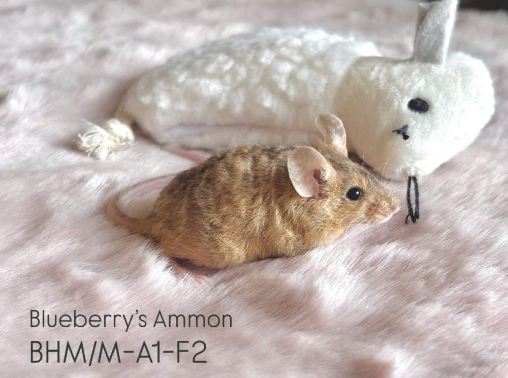 Fancy mouse Breeder Mus musculus 