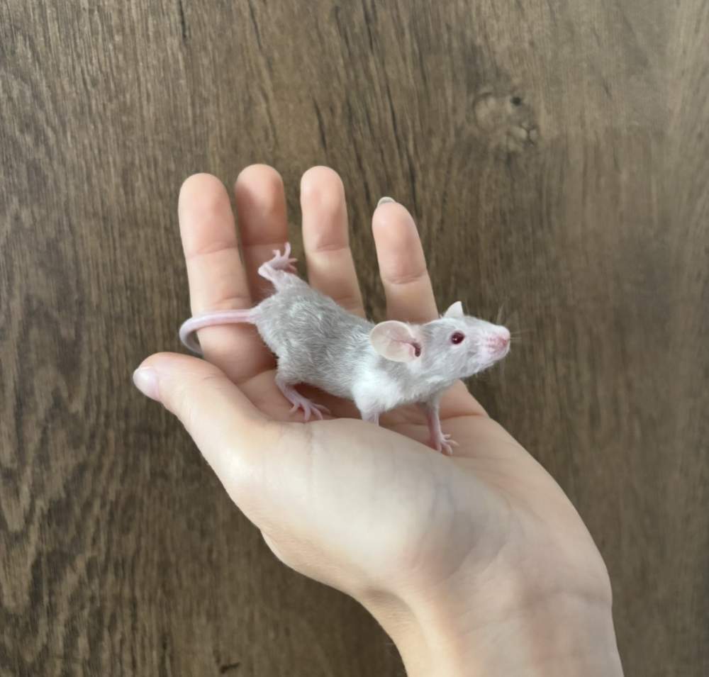 Fancy mouse Pet only Mus musculus 