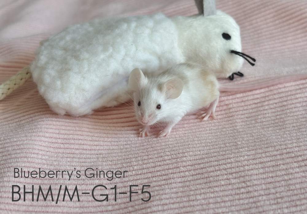 Fancy mouse Pet only Mus musculus 