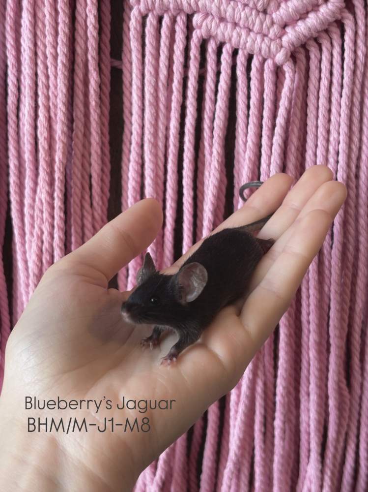 Fancy mouse Pet only Mus musculus 