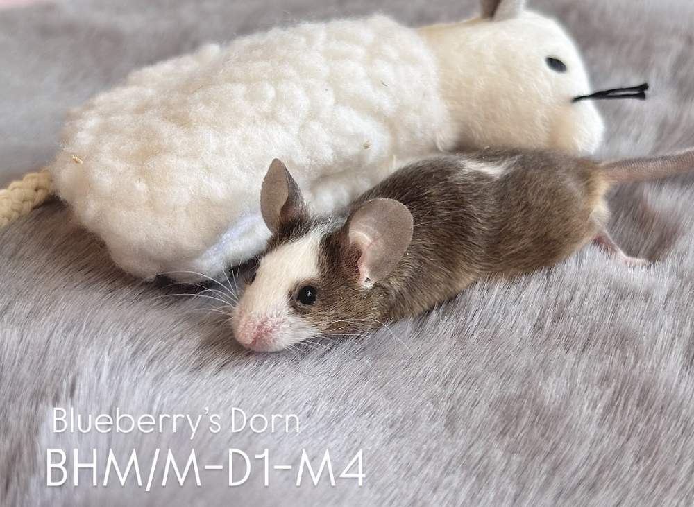 Fancy mouse Pet only Mus musculus 