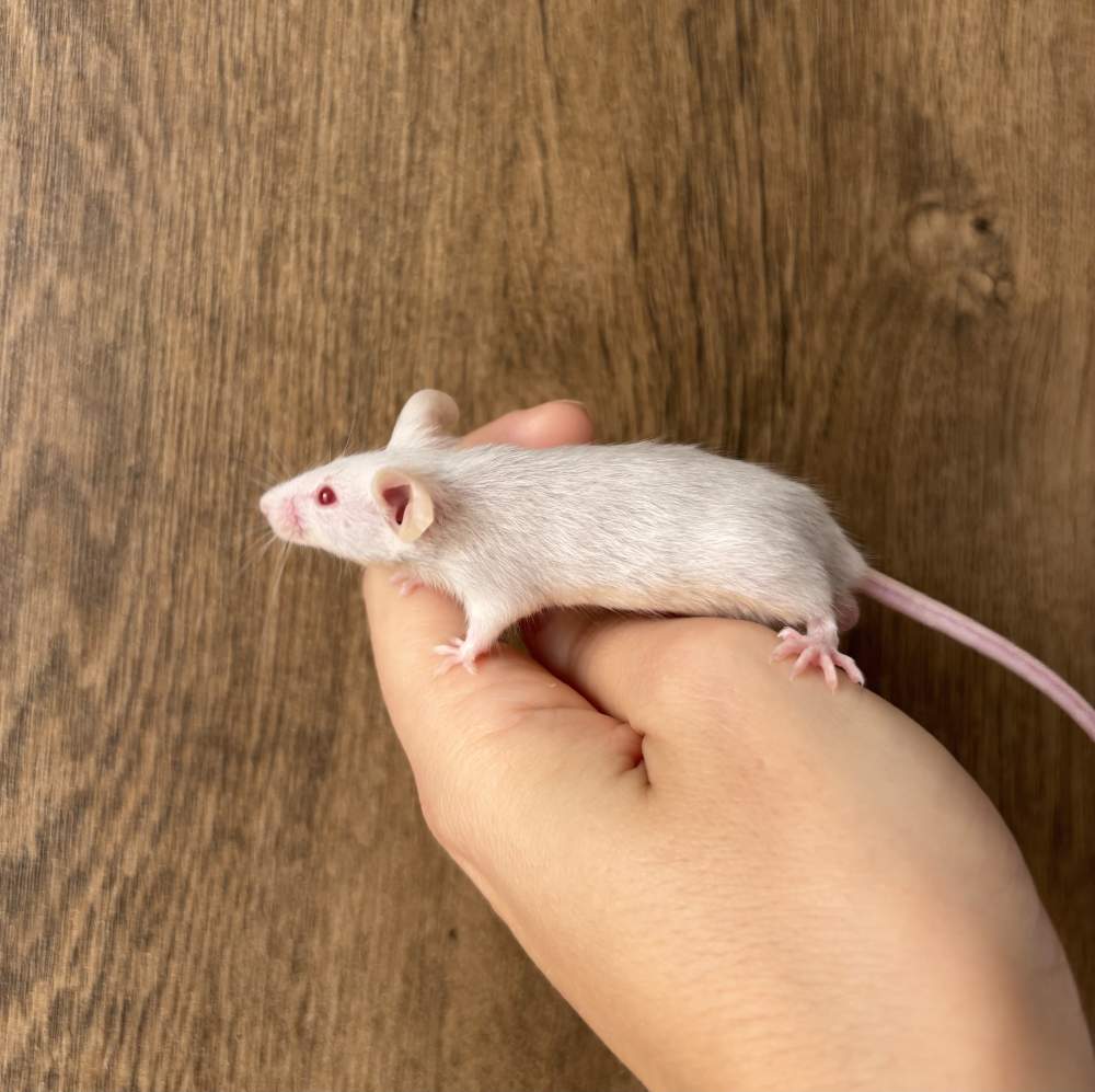 Fancy mouse Pet only Mus musculus 