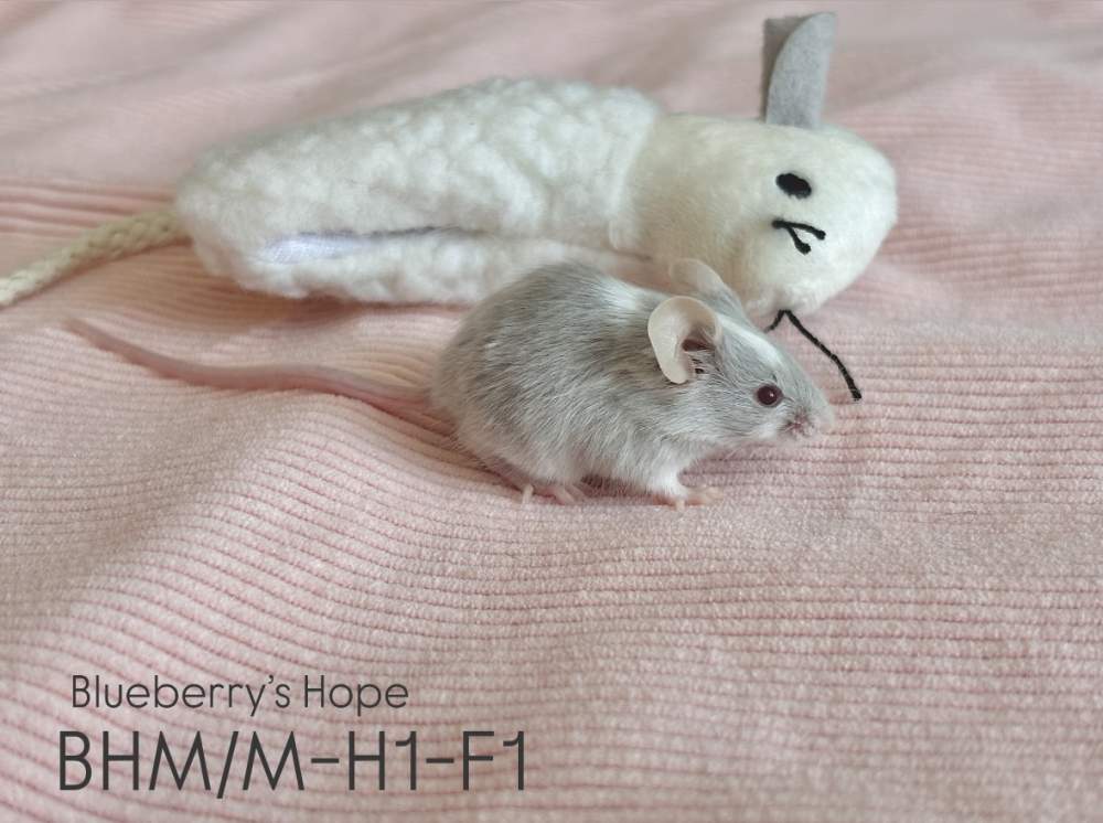 Fancy mouse Pet only Mus musculus 