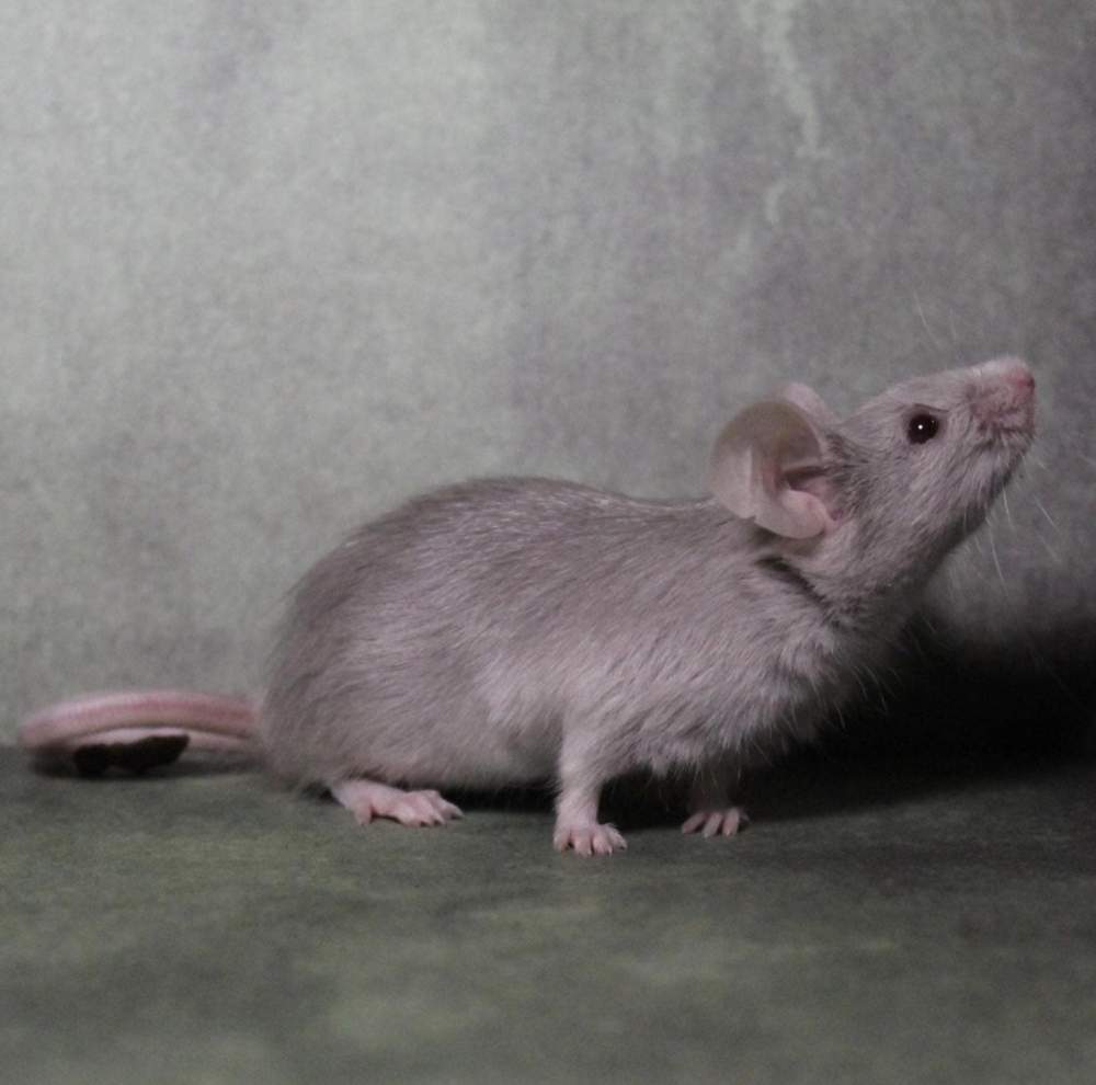 Fancy mouse Pet only Mus musculus 