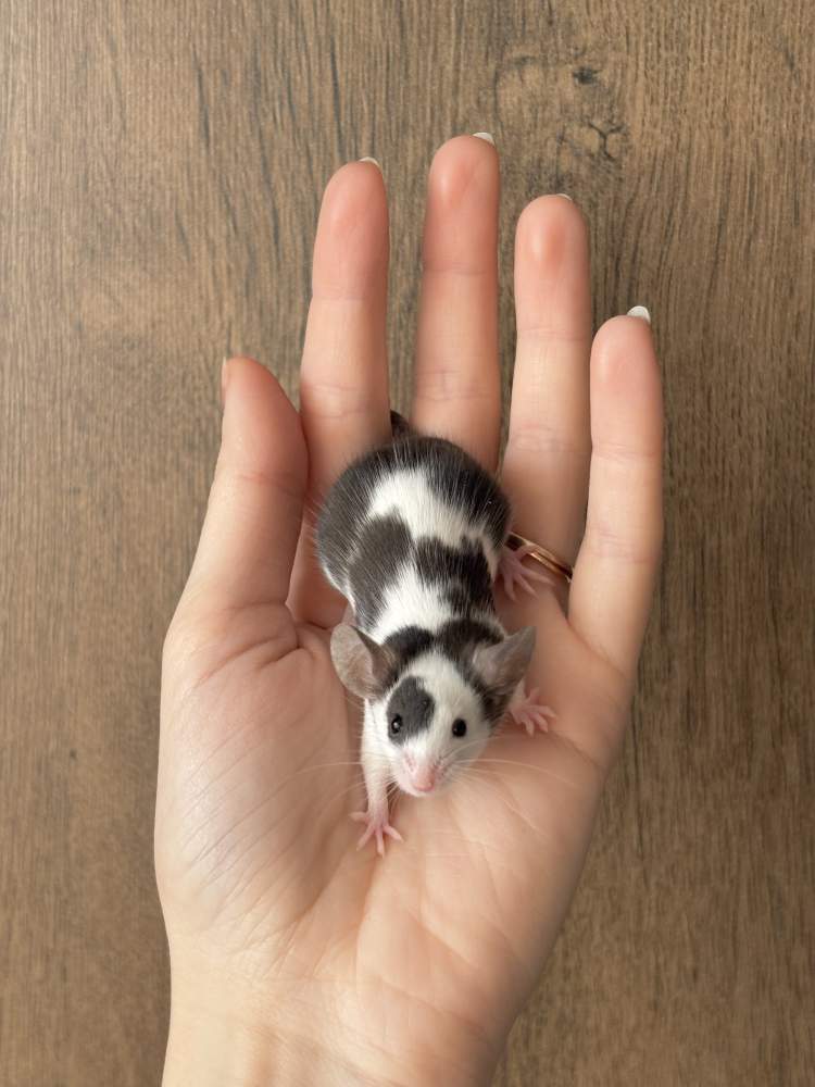 Fancy mouse Pet only Mus musculus 