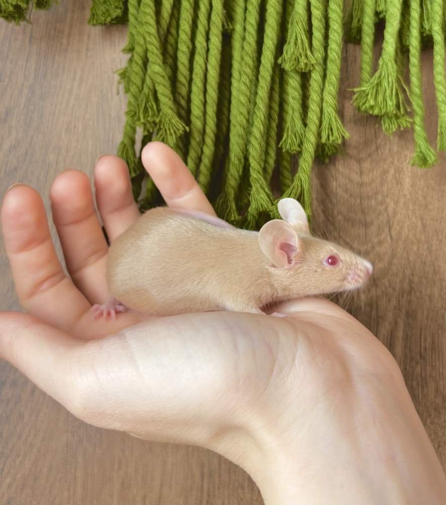 Fancy mouse Breeder Mus musculus 