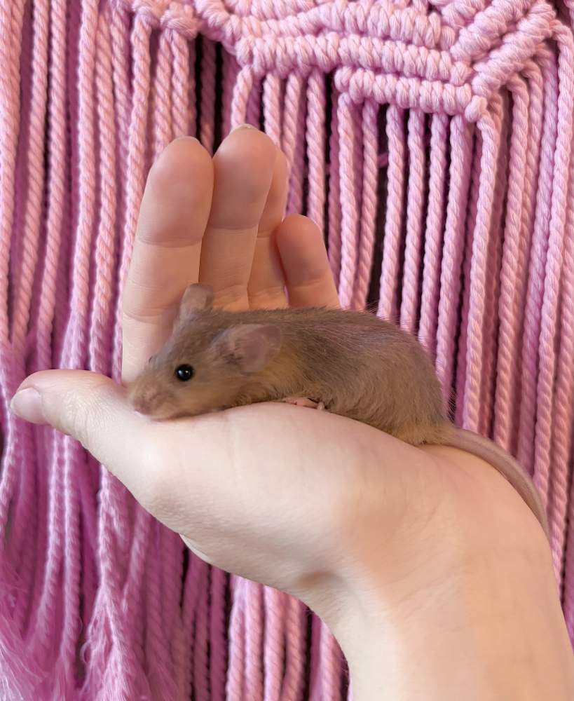 Fancy mouse Pet only Mus musculus 