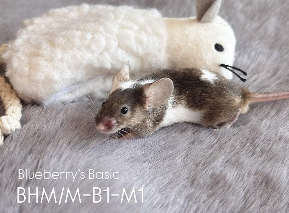 Fancy mouse Pet only Mus musculus 