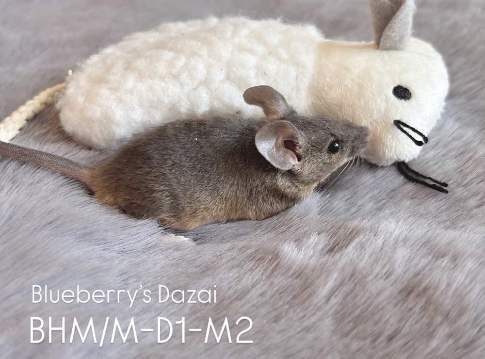 Fancy mouse Pet only Mus musculus 