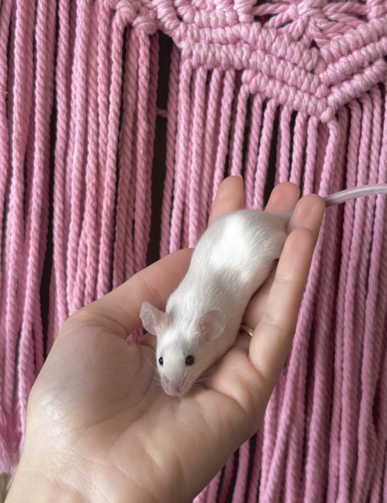 Fancy mouse Breeder Mus musculus 